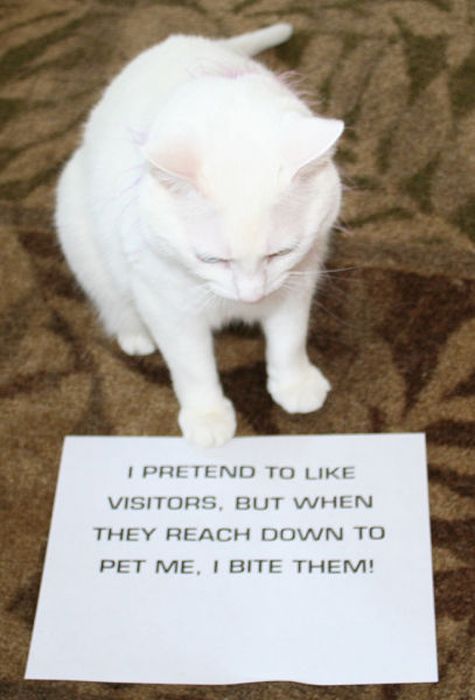 Cat Shaming (25 pics)