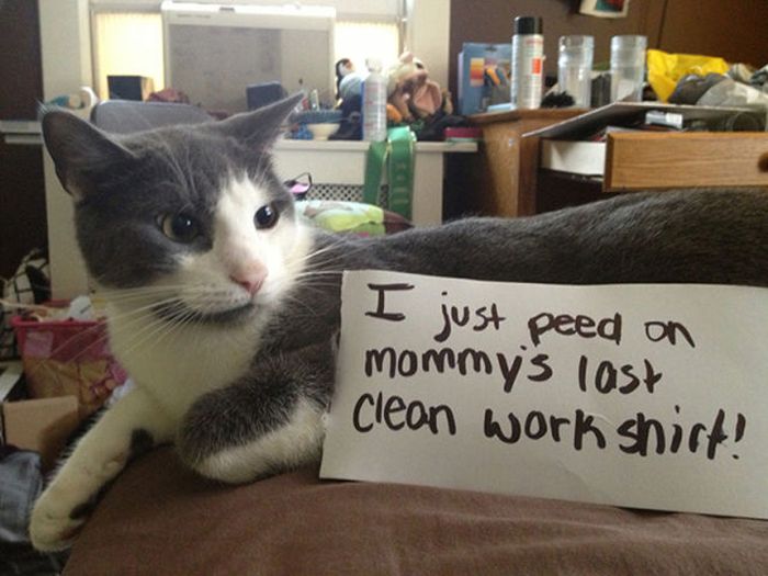 Cat Shaming (25 pics)