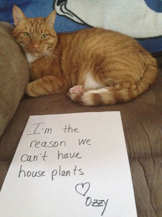 Cat Shaming (25 pics)