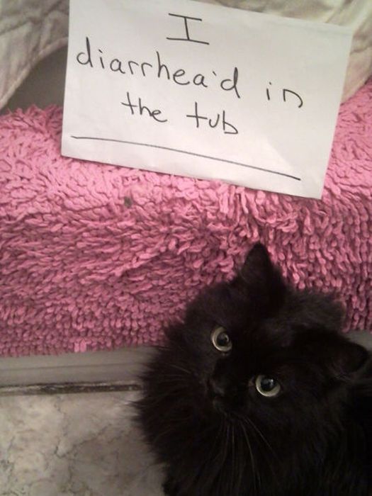 Cat Shaming (25 pics)