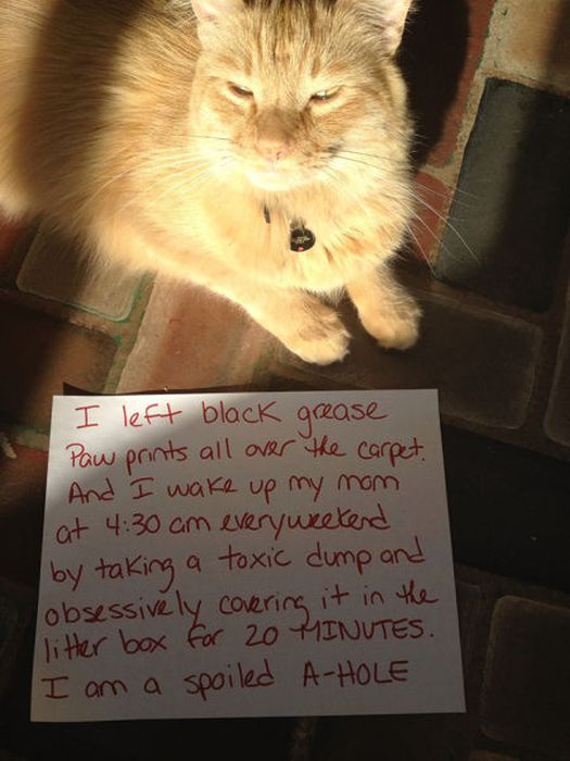 Cat Shaming (25 pics)