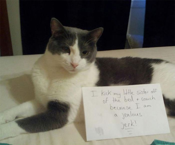 Cat Shaming (25 pics)