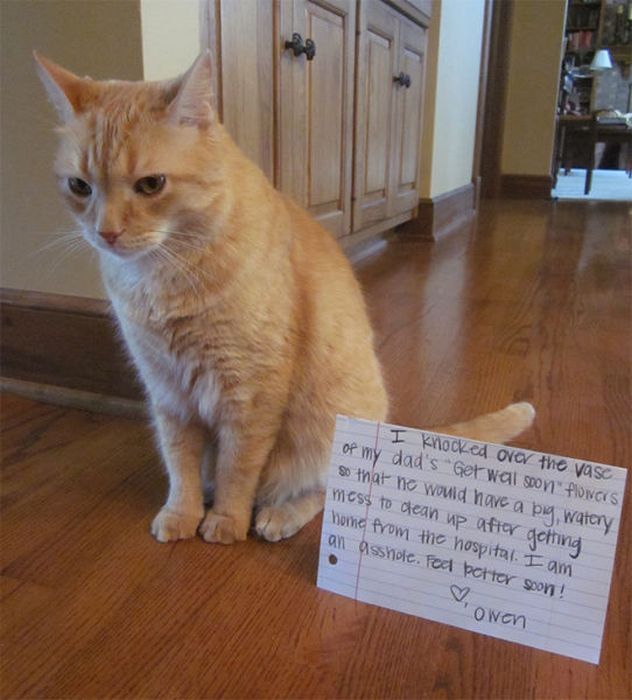 Cat Shaming (25 pics)