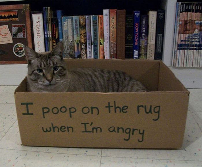 Cat Shaming (25 pics)