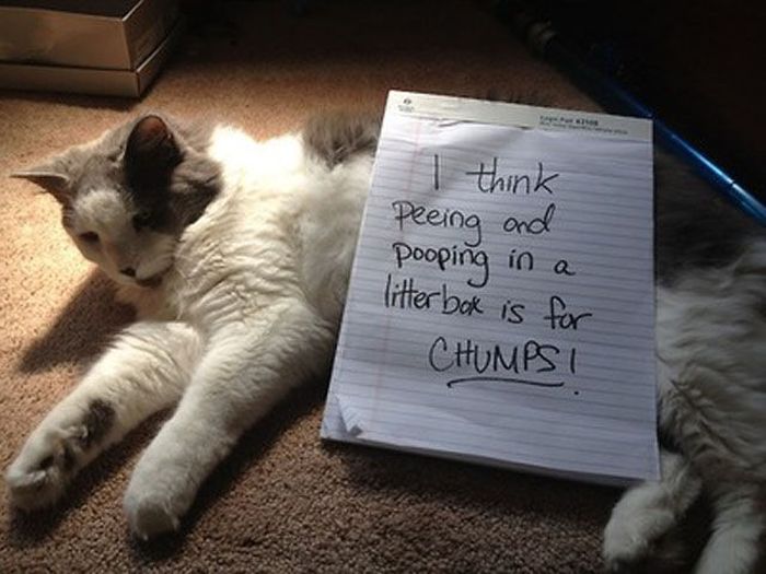 Cat Shaming (25 pics)
