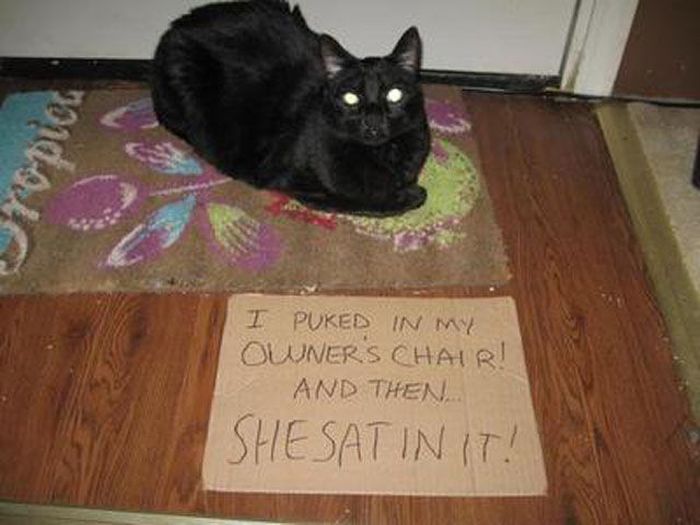Cat Shaming (25 pics)