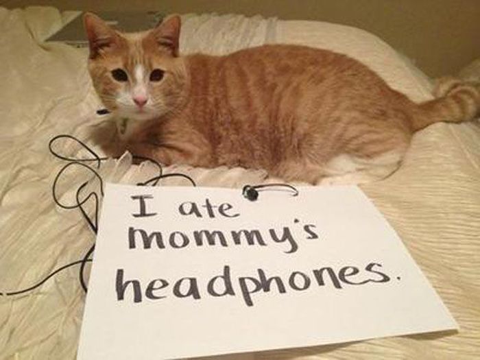 Cat Shaming (25 pics)