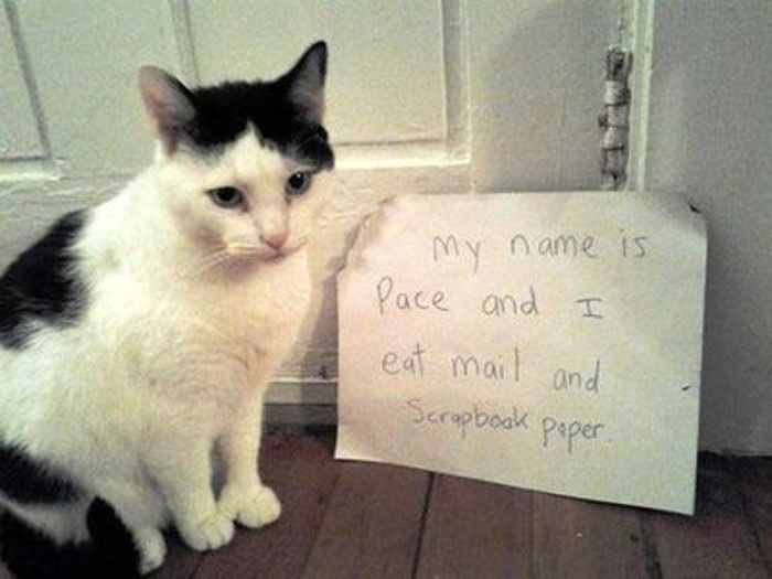 Cat Shaming (25 pics)