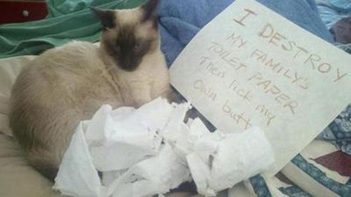 Cat Shaming (25 pics)