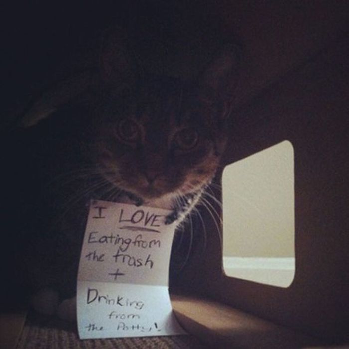 Cat Shaming (25 pics)