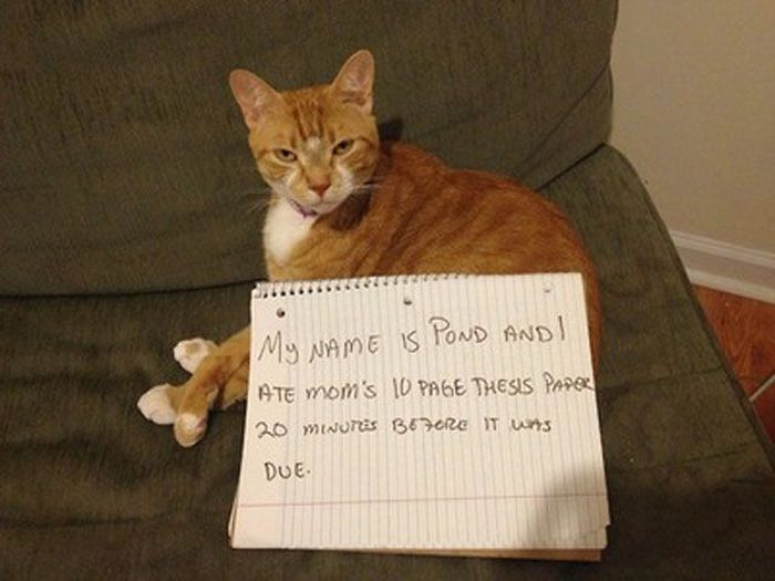 Cat Shaming (25 pics)