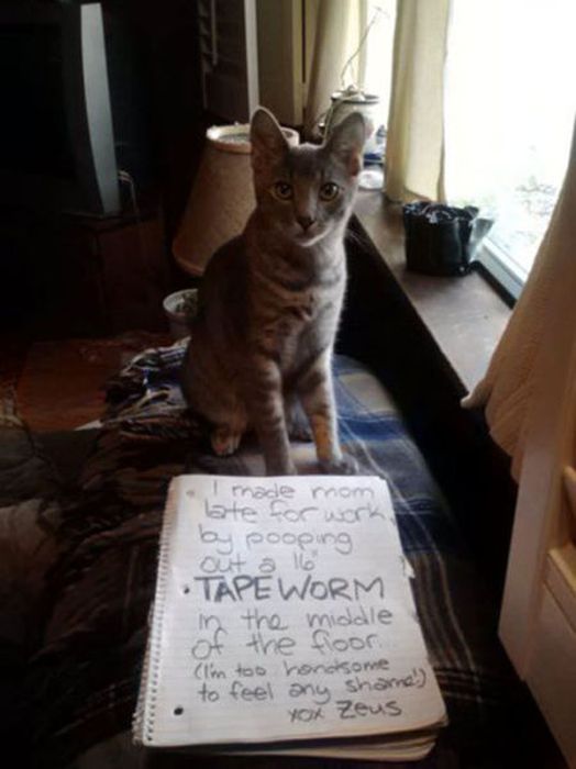 Cat Shaming (25 pics)