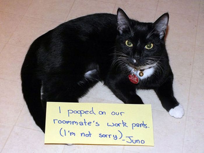 Cat Shaming (25 pics)