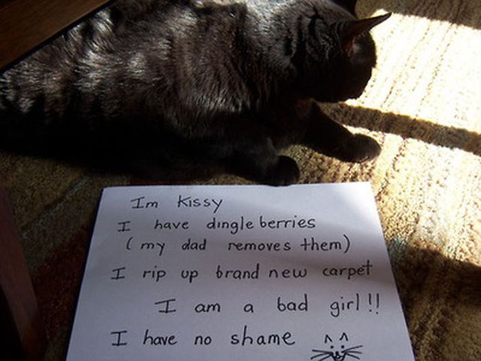 Cat Shaming (25 pics)