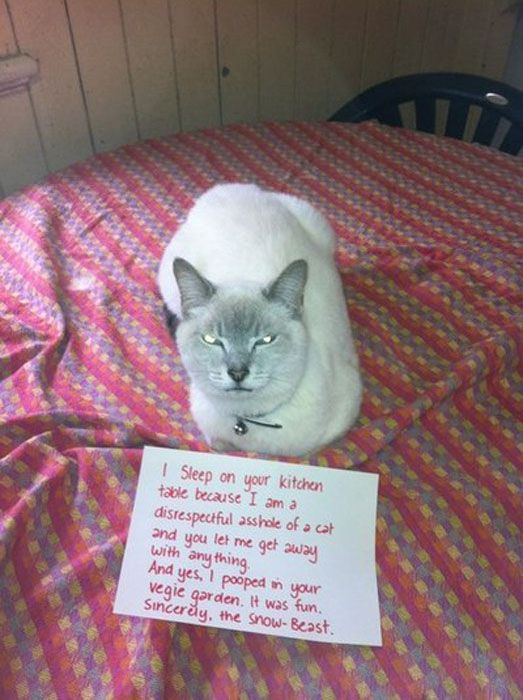 Cat Shaming (25 pics)