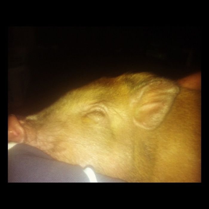 Pet Pig Named Bacon (7 pics)