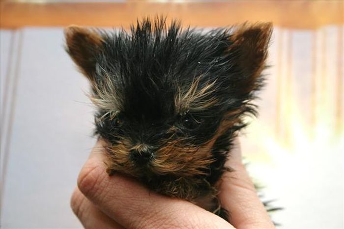 Terrier Meysi is the World's Smallest Dog (11 pics)