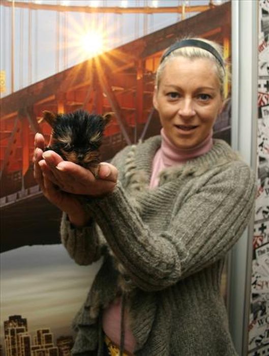Terrier Meysi is the World's Smallest Dog (11 pics)
