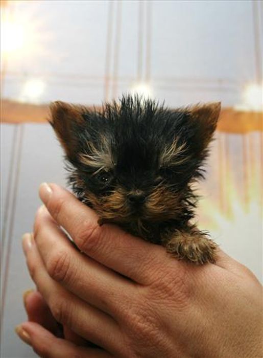 Terrier Meysi is the World's Smallest Dog (11 pics)