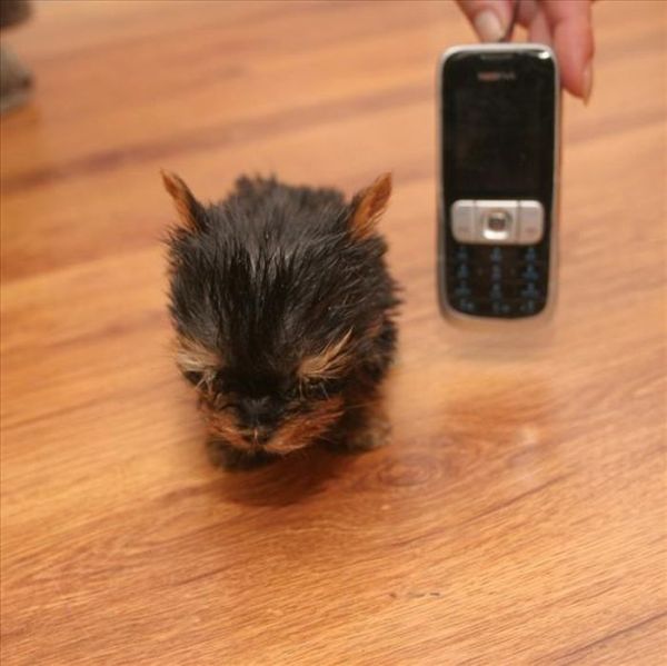 Terrier Meysi is the World's Smallest Dog (11 pics)