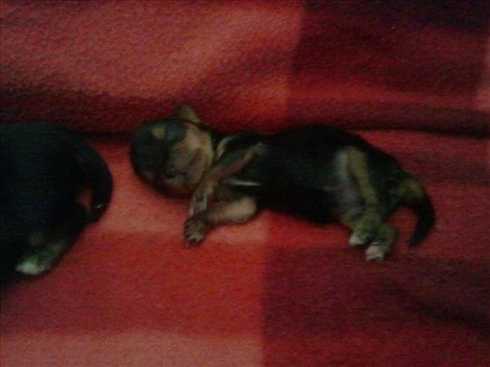Terrier Meysi is the World's Smallest Dog (11 pics)