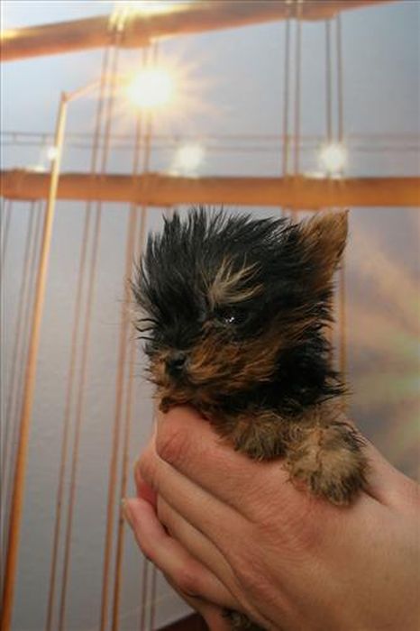 Terrier Meysi is the World's Smallest Dog (11 pics)