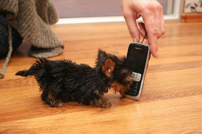 Terrier Meysi is the World's Smallest Dog (11 pics)