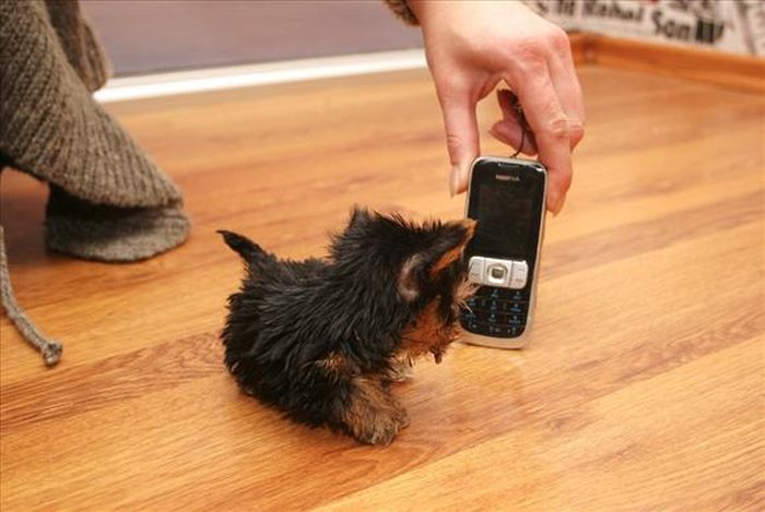 Terrier Meysi is the World's Smallest Dog (11 pics)