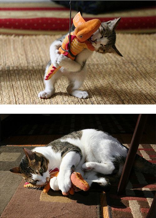 Cats Then and Now (22 pics)