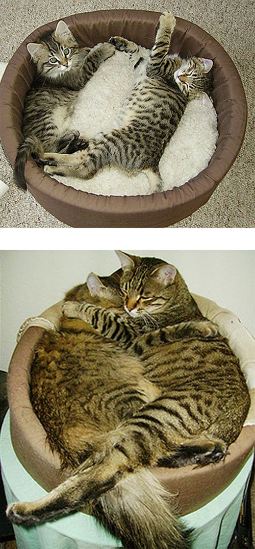 Cats Then and Now (22 pics)