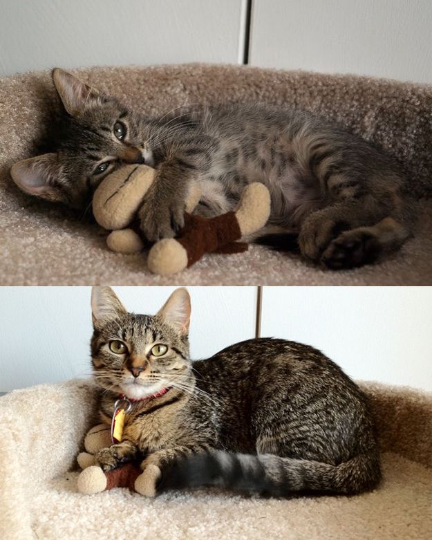 Cats Then and Now (22 pics)