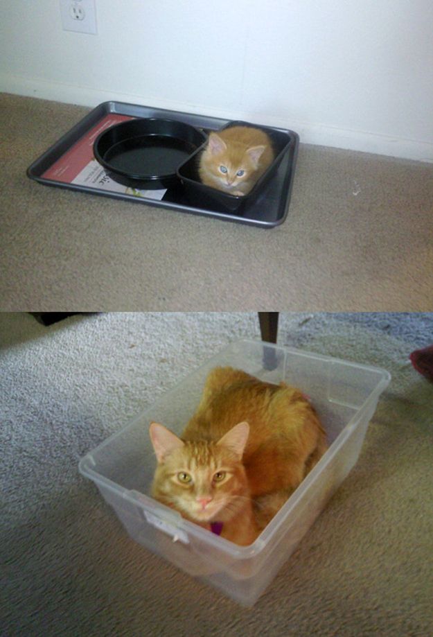 Cats Then and Now (22 pics)