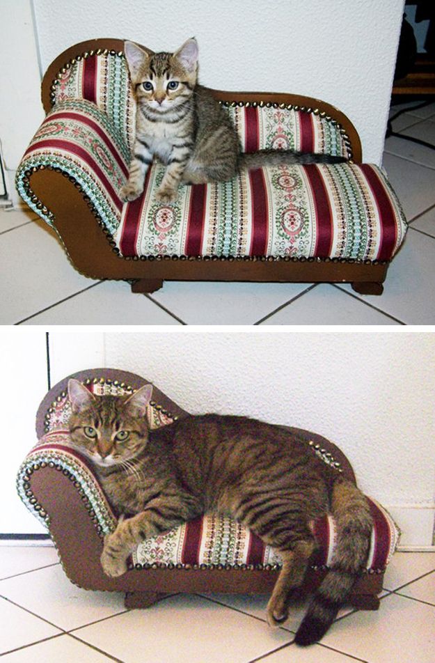 Cats Then and Now (22 pics)