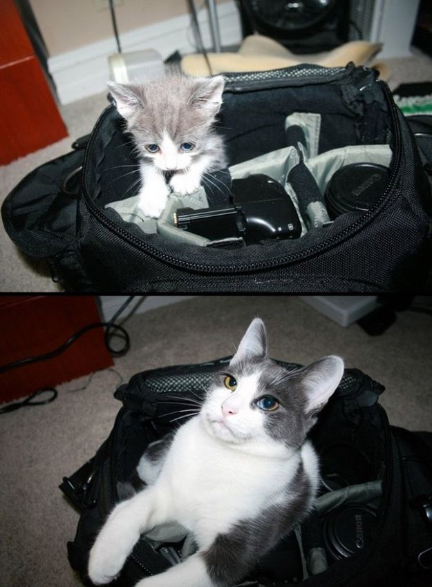 Cats Then and Now (22 pics)