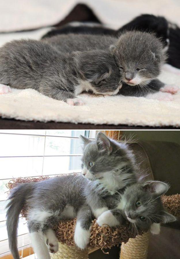 Cats Then and Now (22 pics)