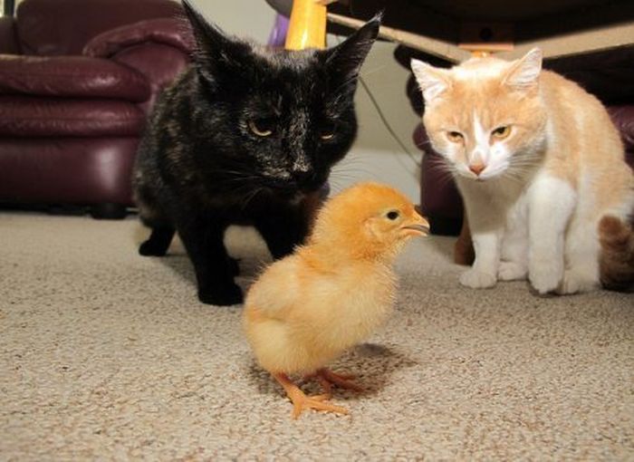 Oh, Sh*t (60 pics)