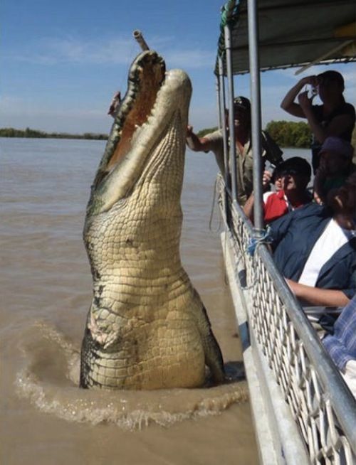 Oh, Sh*t (60 pics)