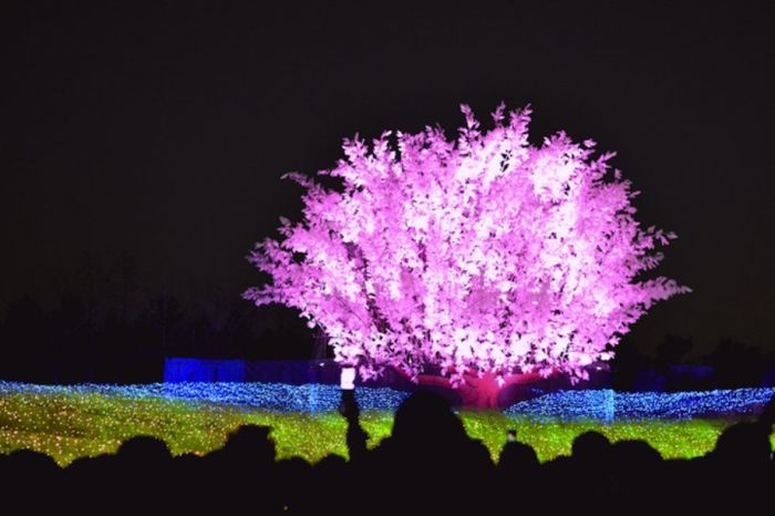 Japan’s Winter Light Festival (15 pics)
