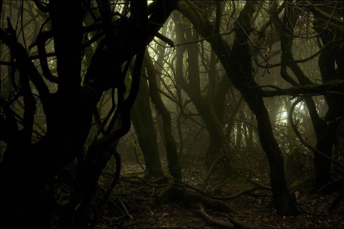 Scary Woods (54 pics)