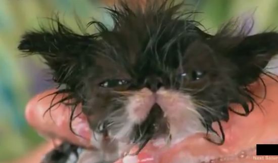 The Cutest Ever Joda Cat is Taking Bath