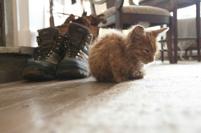 Recovery of a Kitten (11 pics)