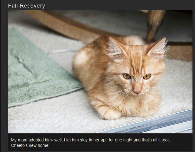 Recovery of a Kitten (11 pics)