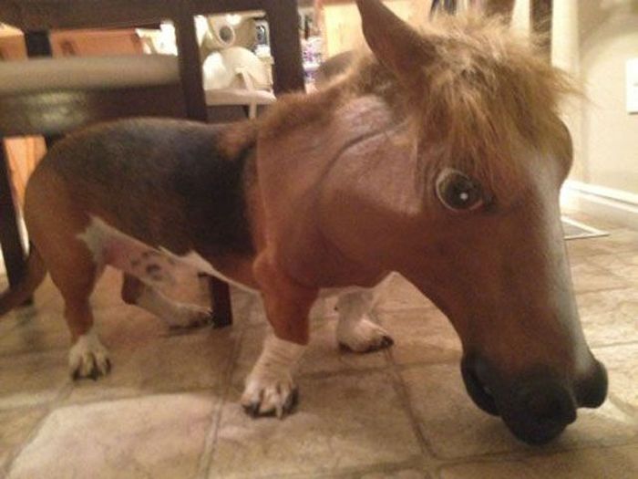 Just Horsing Around (41 pics)