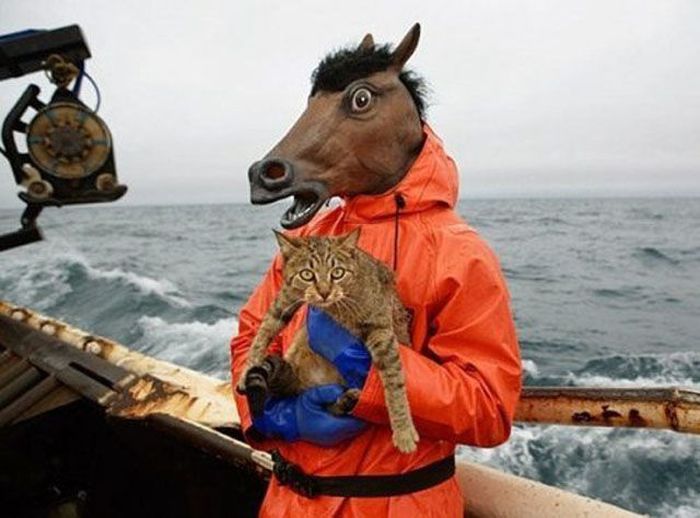 Just Horsing Around (41 pics)