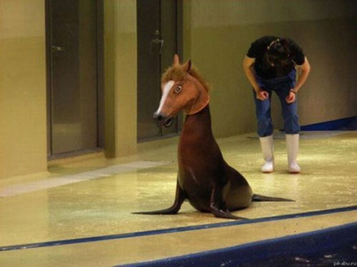 Just Horsing Around (41 pics)