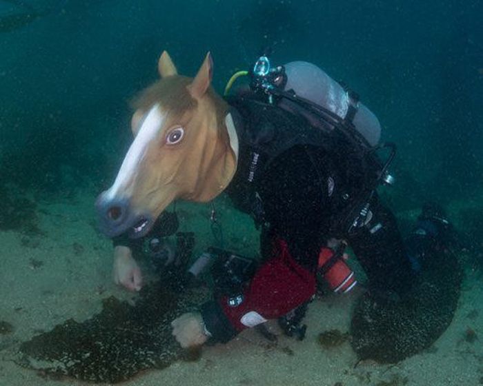 Just Horsing Around (41 pics)