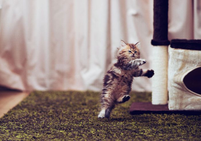 Very Cute Kitten (17 pics)