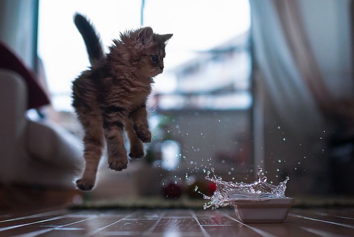 Very Cute Kitten (17 pics)