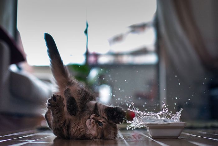 Very Cute Kitten (17 pics)