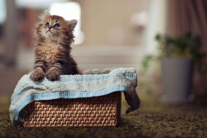 Very Cute Kitten (17 pics)